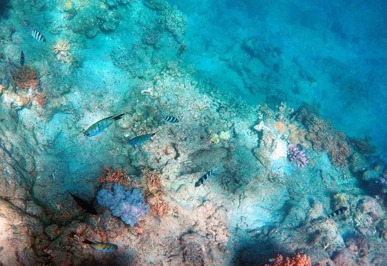 Section Image